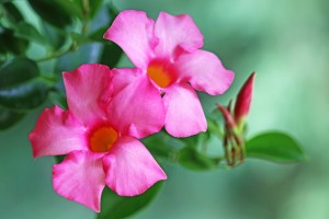 Mandevilla In Pink